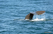 Cachalot - Kaikoura - Nouvelle Zélande